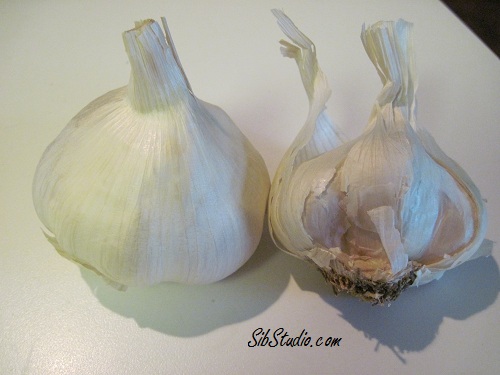 SibStudio.com  Garlic  Photographed for painting